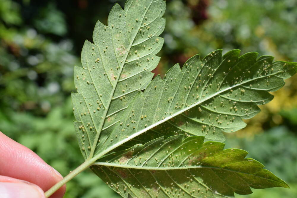 aphids investation on a cannabis leaf
