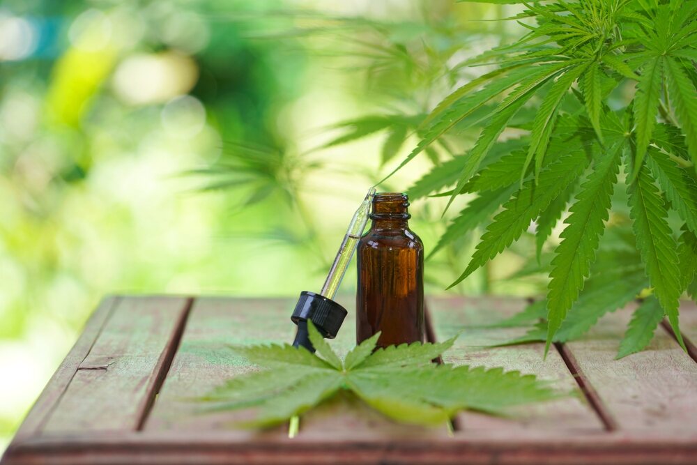 cannabis oil on a bench next to a cannabis plant