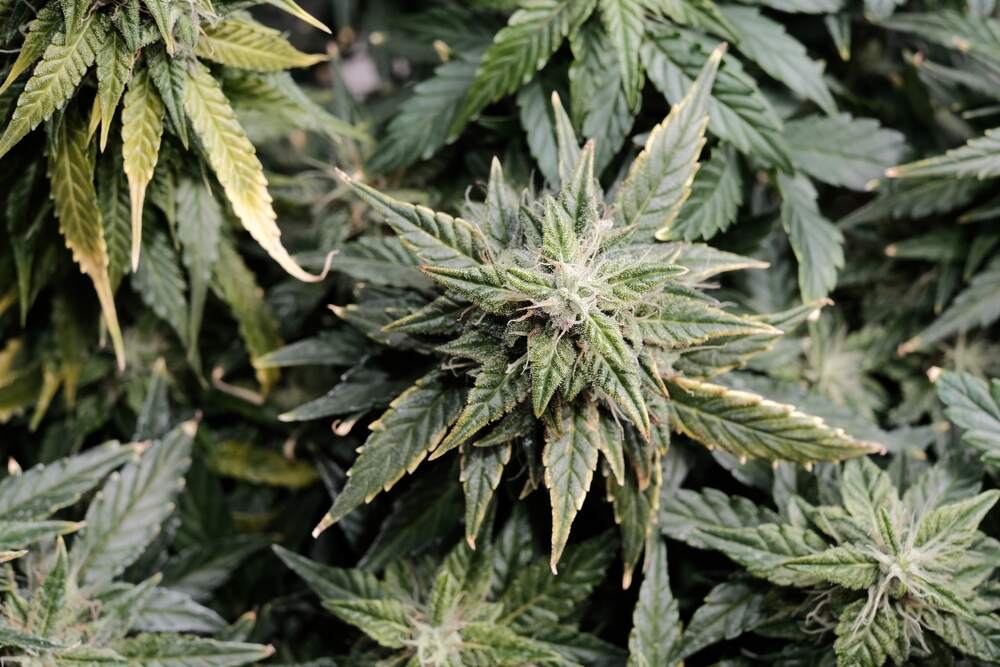 cannabis plants that are in late harvest with leaves starting to turn yellow