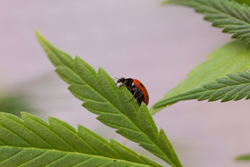a lady bird on a cannabis leaf to tackle aphids