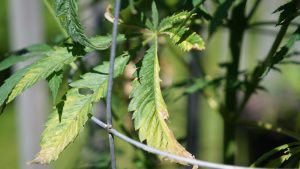 Cannabis plant showing signs of potassium deficiency