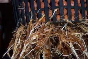 root-rot-720x480