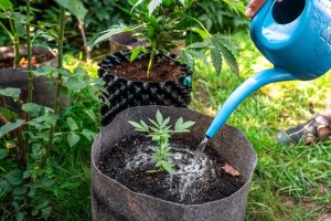 Watering-autoflowers-outdoors