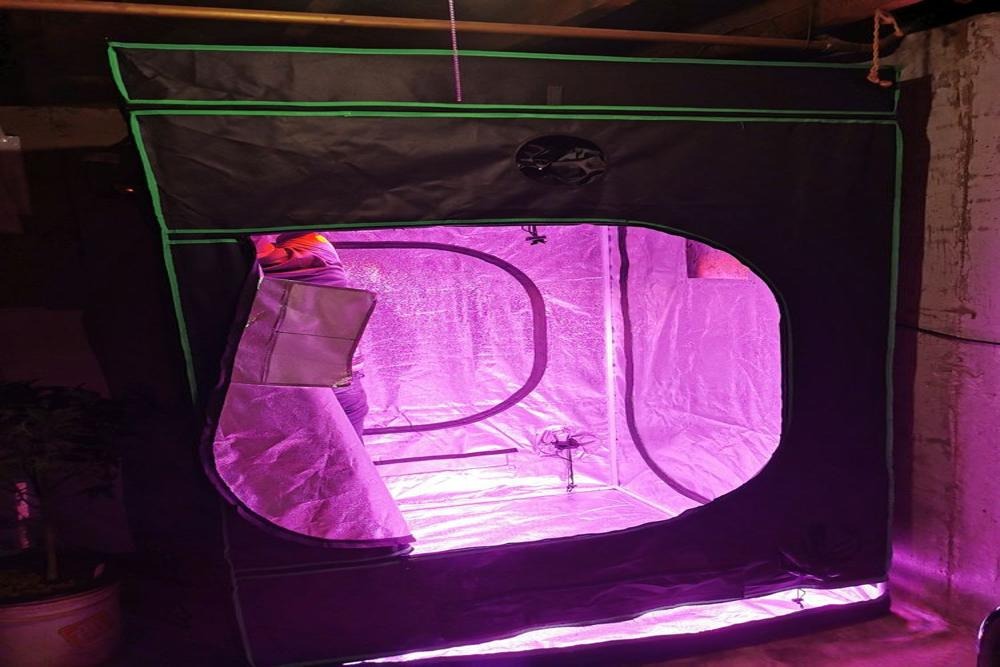 a cannabis tent with LED lights inside