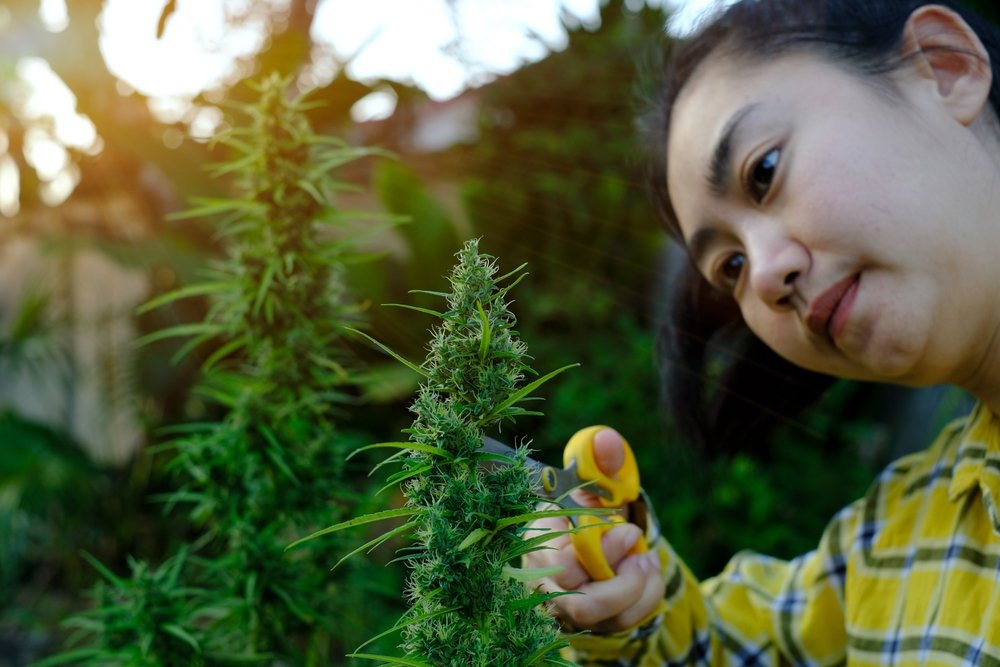 a lady in a yellow t-shirt cutting the leaves off of a cannabis plant with yellow scissors