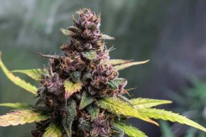 purple-cannabis-plant-2