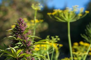 purple cannabis plant growing outdoors in flowering stage