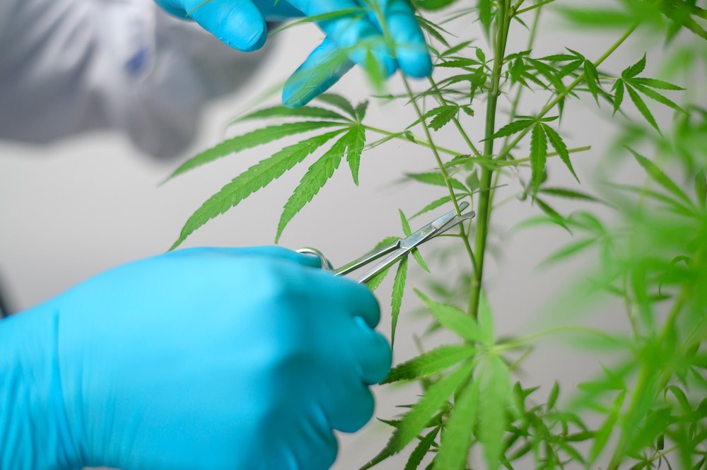 someone with blue gloves and scissors pruning branches off of a cannabis plant