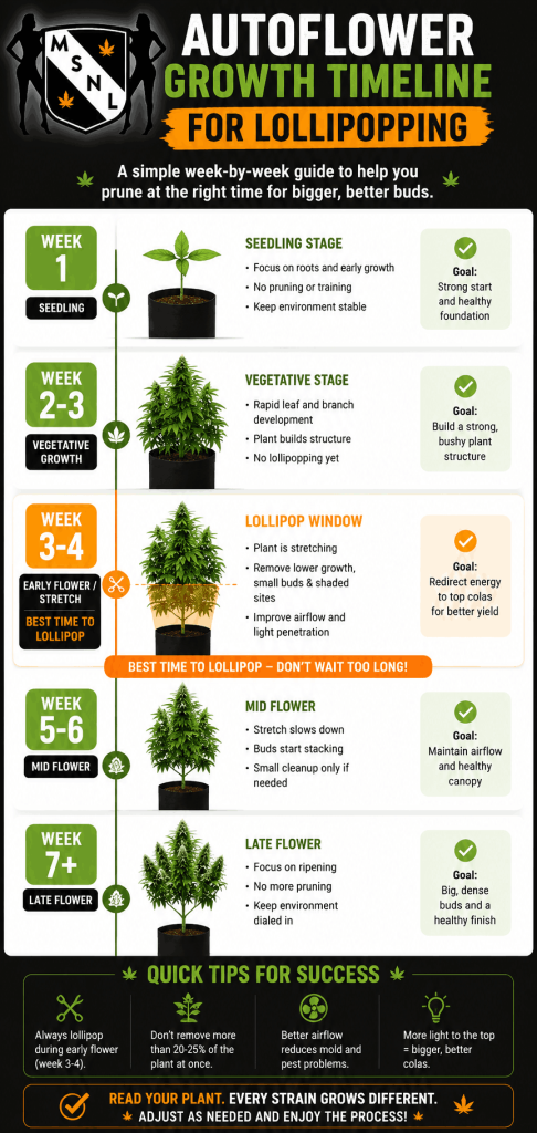 autoflower cannabis lollipop timeline