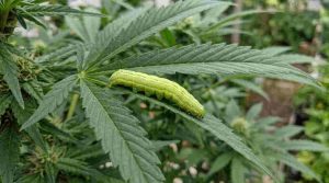 Caterpillar_on_cannabis_plant_202605211539 (1) (1)