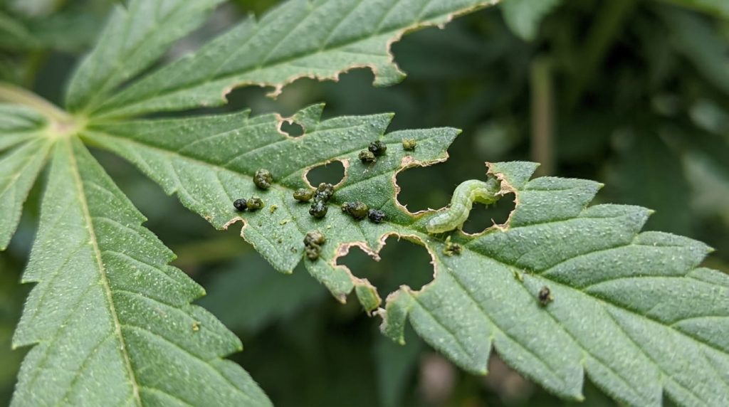 chewed cannabis leaves done by a caterpillar