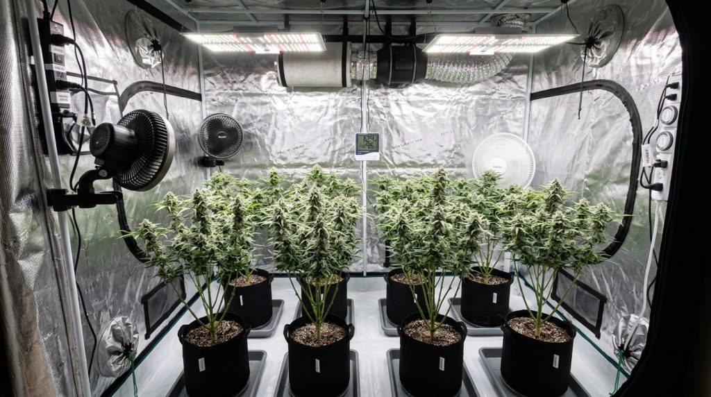 indoor grow setup for autoflowers and fans