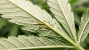 Thrips_feeding_on_cannabis_leaf