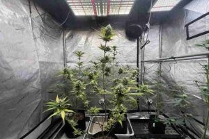 a-cannabis-plant-in-a-grow-tent