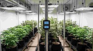 cannabis-plants-under-LED-lights-for-indoor-grow-room-light-cycle-1 (1)