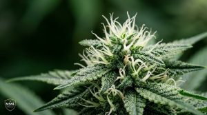 close-up macro photograph of a flowering female cannabis plant with vibrant white pistils and visible stigmas covered in trichomes