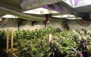 Fans in a grow room
