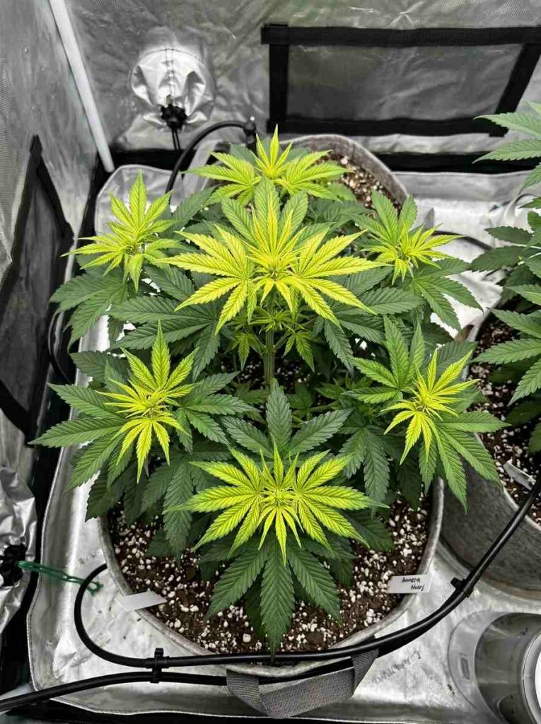 several pale shoot tips iron deficiency