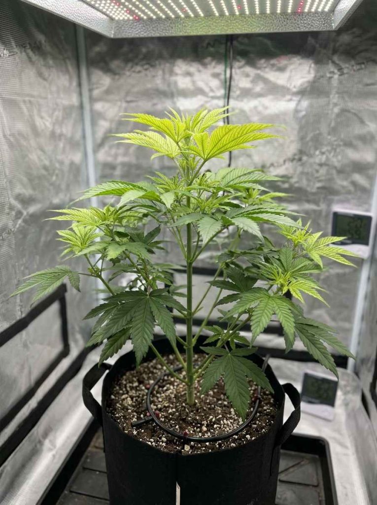 upper growth affected first iron deficiency