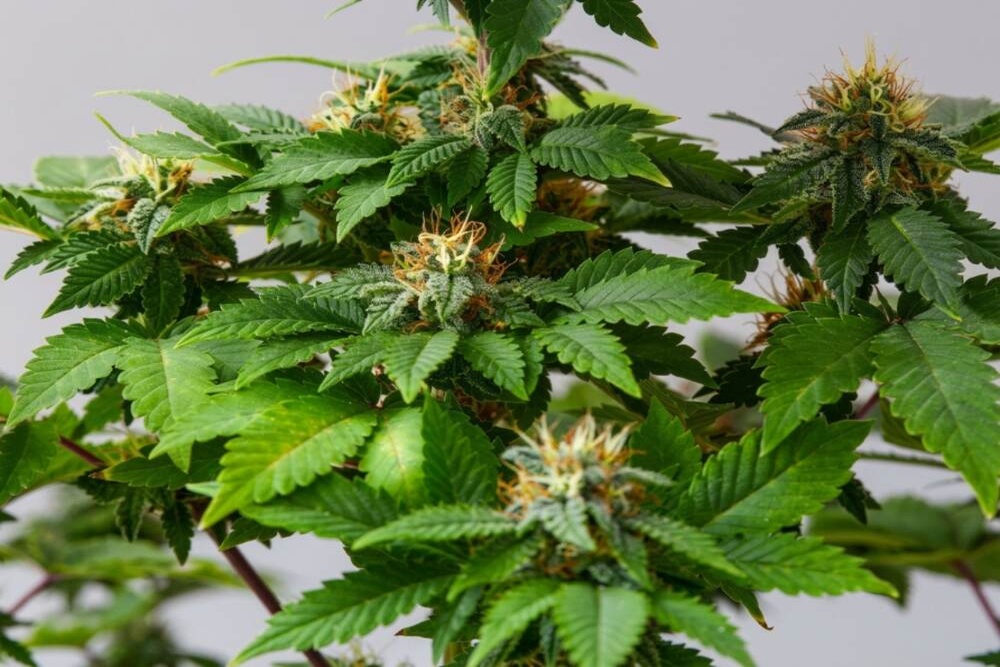 a close up of an autoflowering cannabis plant starting the flowering stage