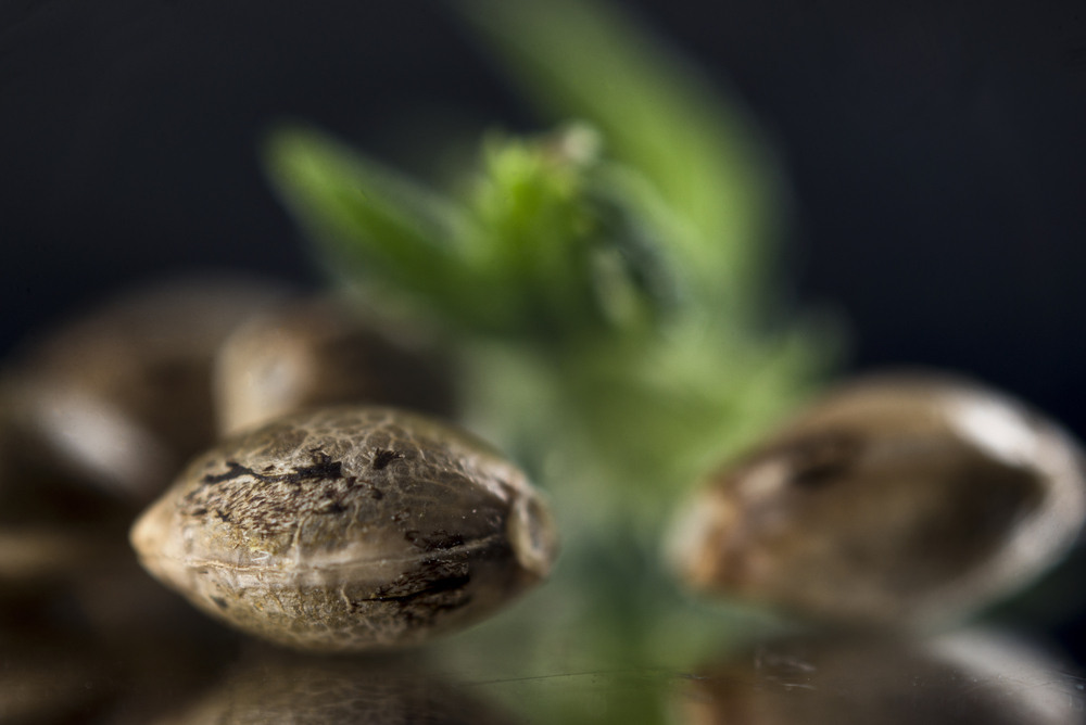 a close up of some cannabis seeds