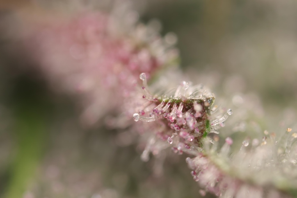 a close up of cannabis trichomes with the purple plant blurred in the background