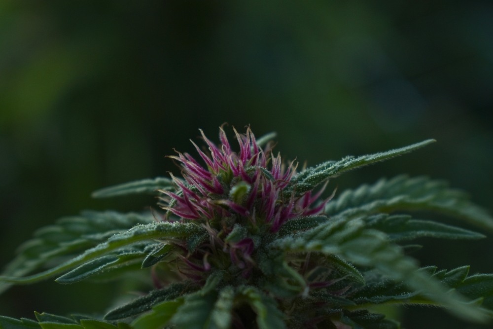 a purple cannabis plant that has entered flowering and growing a unique style of pistils
