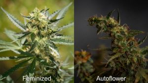 a side by side of a feminized and autoflowering cannabis plant
