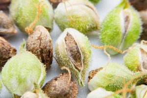 autoflowering cannabis seeds