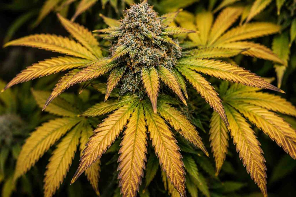 harvest ready fan leaves on a cannabis plant