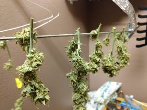 loose-and-airy-buds