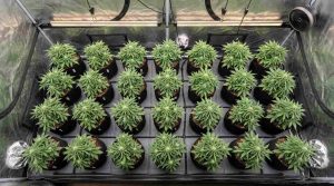 Autoflower Sea of Green in a grow tent (1)