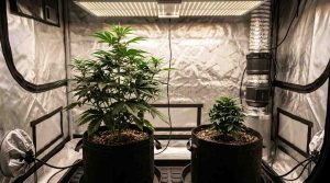 Cannabis_plants_growth_comparison_202608181815 (1)