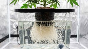 Cannabis_root_system_in_hydroponics_autoflowers (1)