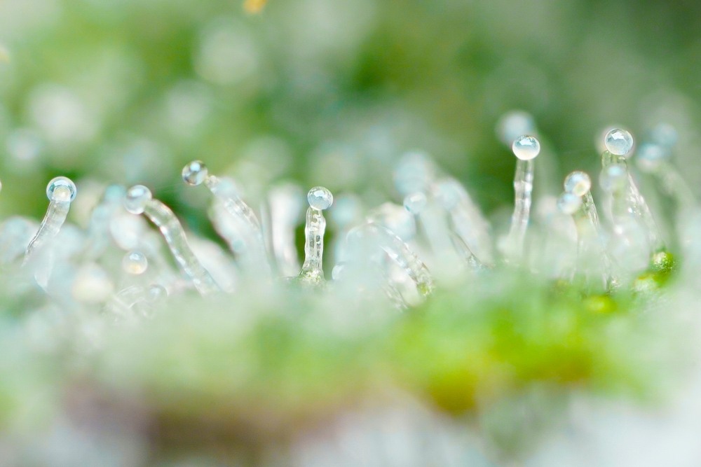 a microscopic look at cannabis trichomes transitioning from clear to cloudy