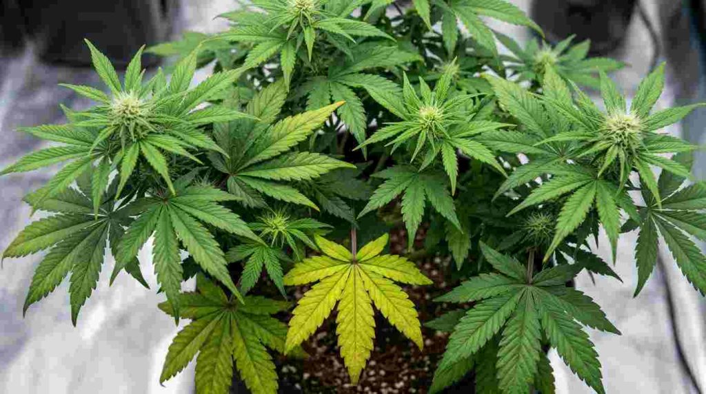Cannabis fan leaves to remove during selective defoliation
