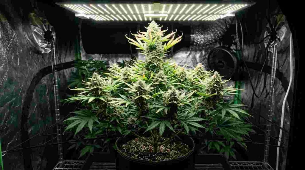 Autoflower with yellow upper leaves caused by excessive grow light intensity