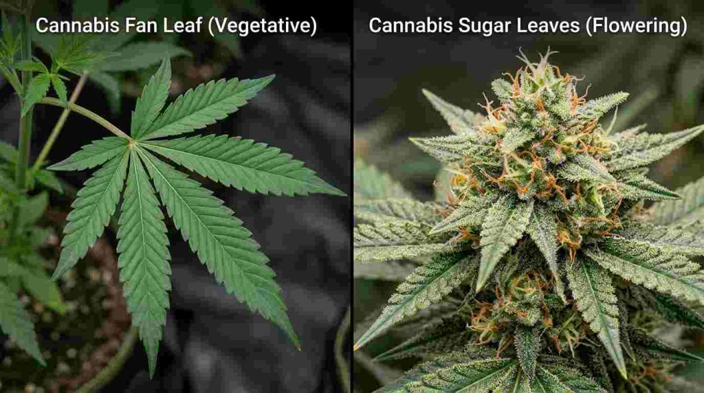 Cannabis fan leaves compared with resin-covered sugar leaves growing around the flowers