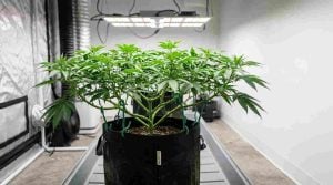 cannabis plant training