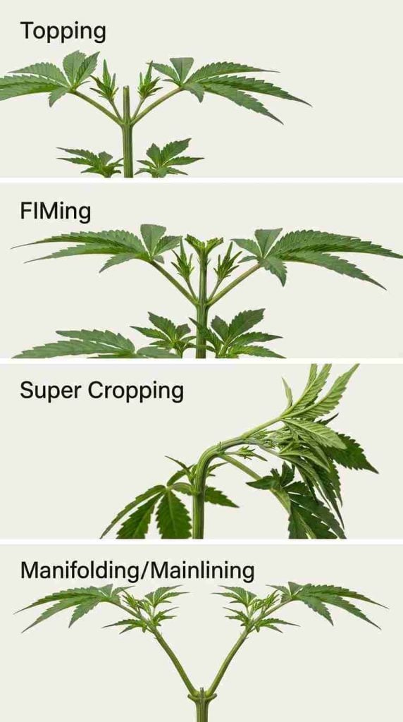Infographic showing cannabis topping, FIMing, super cropping, and manifolding techniques
