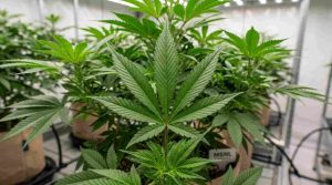 weed leaves and cannabis leaf shape