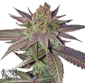 fruity-pebbles-feminized