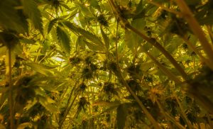 Master Kush Plant