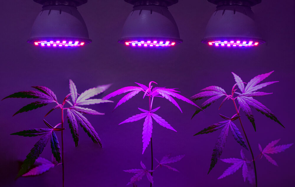 three cannabis plants under 3 separate LED lights