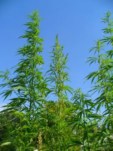 tall-plant_result