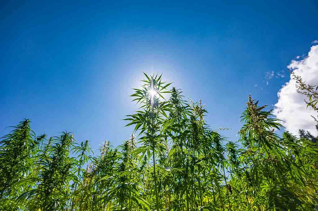 How To Grow Outdoor Weed Successfully | MSNL Blog UK