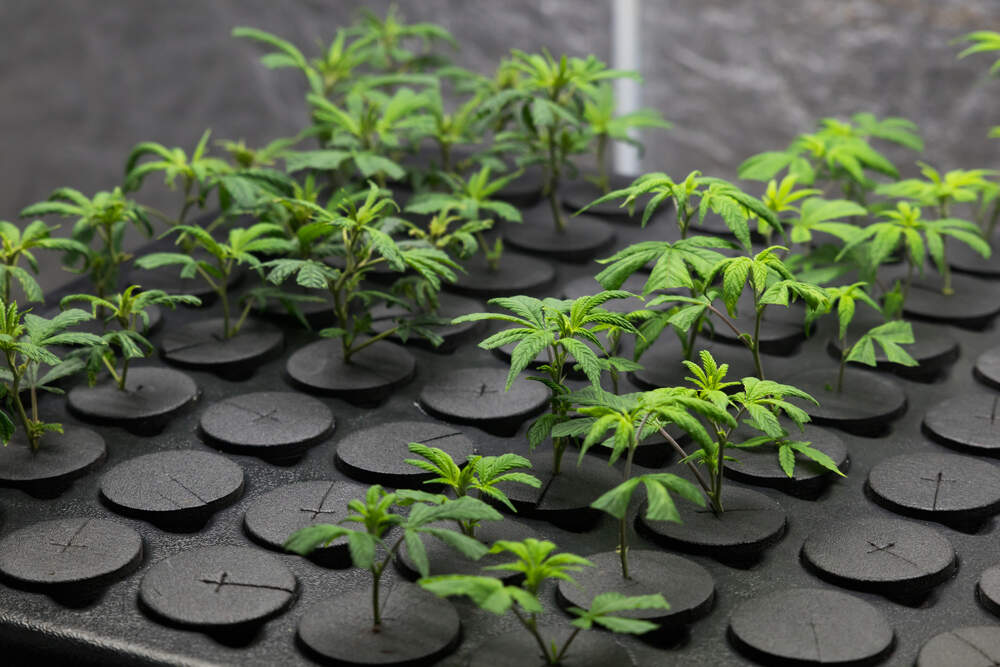 cloned cannabis plants in a black tray