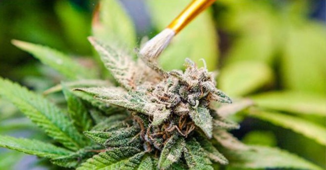 painting pollen onto a cannabis flower using a paint brush