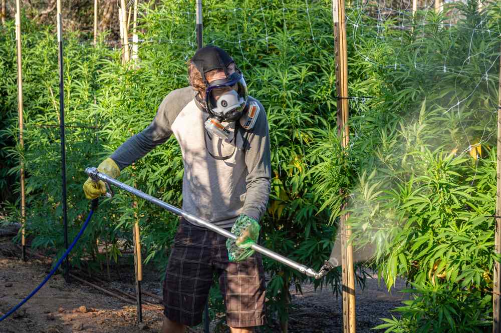 a man using a power yet to spray spider mites off cannabis plants
