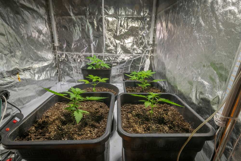 cannabis plants growing in black pots inside of a grow tent with a scrog net tied to the back of the tent